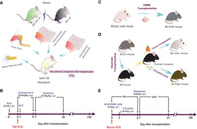 Donor derived hematopoietic stem cell niche transplantation facilitates mixed chimerism mediated donor specific tolerance